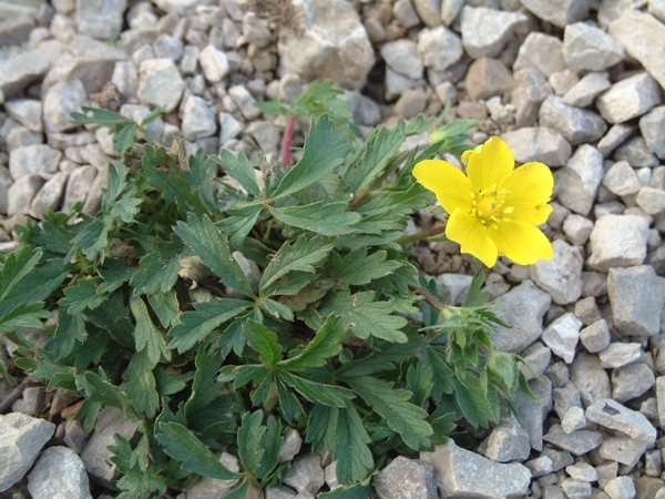 potentilla?